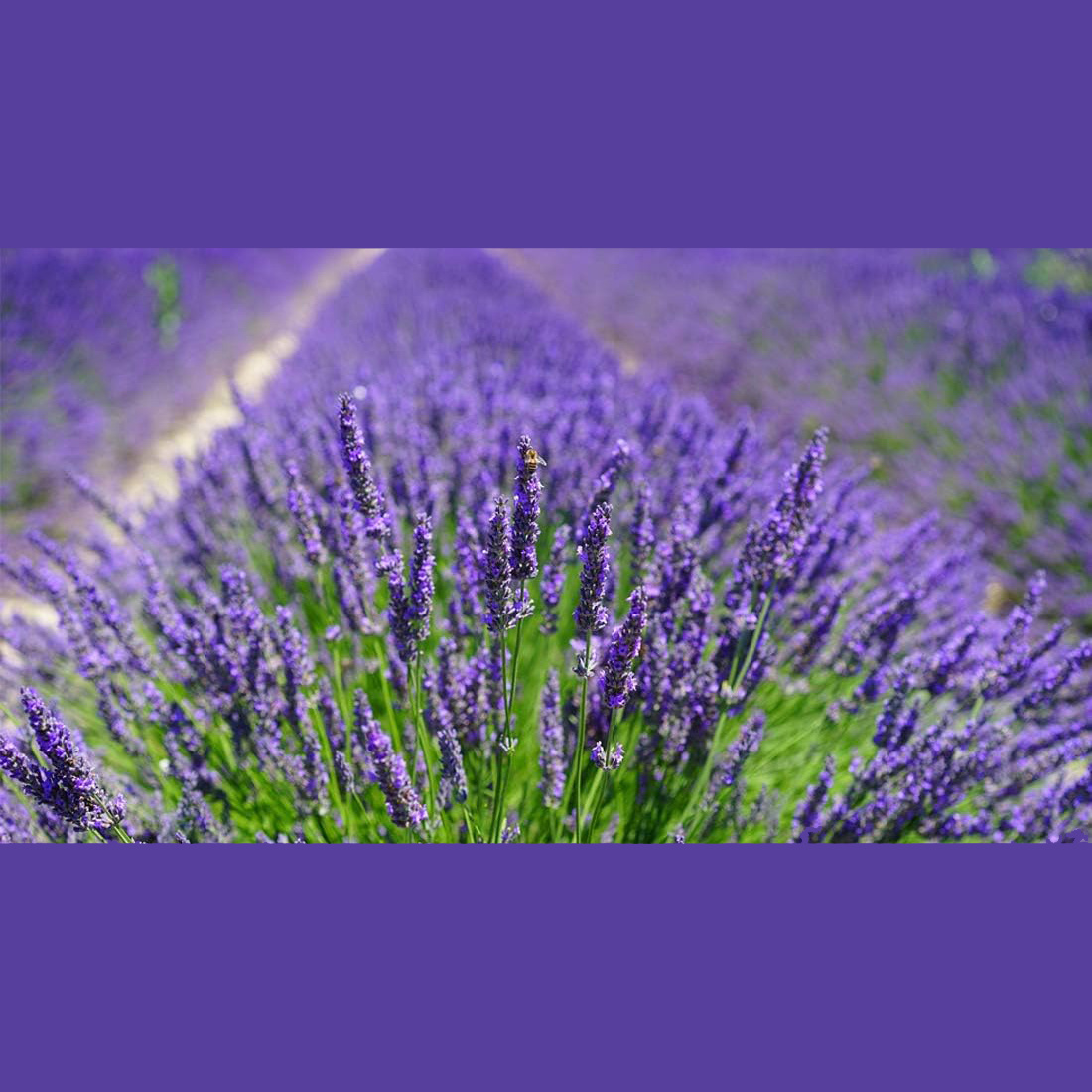 10 Sachês de Lavanda Natural c - Home Fragrance Sachet avaliação e preço
